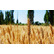 Семена озимой пшеницы Гомер, Граф