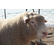 Иль-де-Франс - мясная порода овец племенные и помесные