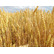 Семена яровой пшеницы ЭС сорта Злата 