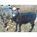 Продаем бараны и овцы в Уфе