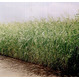 Семена суданской травы Краснодарская 75