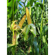 Семена кукурузы Краснодарский 291 АМВ