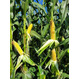 Семена кукурузы Краснодарский 377 АМВ