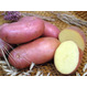 Картофель семянной/продовольственный
