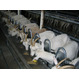 Доильный зал для коз с боковым выходом. 6 доильных мест, 6 доильных аппаратов