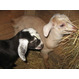 Отличные дойные козы и козлята