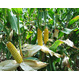 Семена кукурузы ДКС 2949 (Monsanto)