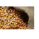 Кукуруза продовольственная (ГОСт)