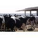 Продается стадо, коровы в Смоленской области
