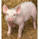 Ветеринарный пробиотик для промышленного производства свинины