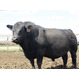 Предлагаем бычков мясных пород для откорма