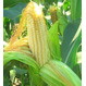 Гибриды семян кукурузы Сингента (Syngenta)