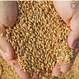 Продажа зерно Пшеница, овес, ячмень  урожай 2023 год КФХ