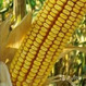 Семена кукурузы  Краснодарский 291АМВ   ФАО-290