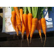 Морковь урожая 2016