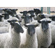 Племенные ярки на разведение  овца романовской породы