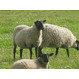 Племенные ярки на разведение  овца романовской породы