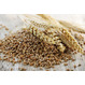 ООО «ТД АГРОС-ЛТД» на постоянной основе закупает пшеницу, ячмень, кукурузу, нут, подсолнечник и трет