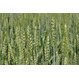 Семена высокоурожайной озимой пшеницы сорта Торрилд Германия