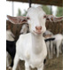 Зааненские и нубийские козы