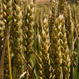 Семена пшеницы озимой Богема