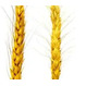Семена пшеницы озимой Тарасовская 70