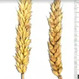 Семена пшеницы озимой Авеста