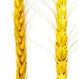 Семена пшеницы озимой Миссия