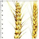 Семена пшеницы озимой Тарасовская остистая