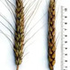 Семена пшеницы озимой Донэра