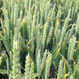 Семена пшеницы озимой Тимирязевка 150