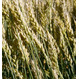 Семена пшеницы озимой Гомер