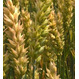 Семена пшеницы озимой Безостая 100