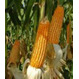 Семена кукурузы Каскад 195 СВ раннеспелый