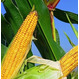 Семена кукурузы Росс 140 СВ раннеспелый