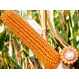 Семена кукурузы БОМБАСТИК ФАО 230 Среднеранний от LIDEA Инсектицид