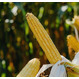 Семена кукурузы на силос ЛГ КАРОЛИН ФАО 230 Форс Зеа - Раннеспелый, кремнисто-зубовидный