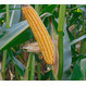 Семена кукурузы на зерносилос ЛГ 2195 ФАО 190 Форс Зеа - Раннеспелый, кремнисто-зубовидный