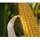 Семена кукурузы на силос ЛГ 31235 ФАО 240 Форс Зеа - Среднеранний, кремнисто-зубовидный