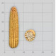 Семена кукурузы на зерно ЛГ 31390 ФАО 390 Форс Зеа - Среднеспелый, Зубовидный