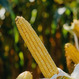 Семена кукурузы на зерно ЛГ 30315 ФАО 280 СтандартФорс Зеа - Среднеранний, Зубовидный
