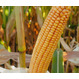 Семена кукурузы на зерносилос ЛГ 31272 ФАО 270 СтандартФорс Зеа - Среднераний, кремнисто-зубовид
