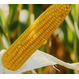 Семена кукурузы на силос ЛГ 3490 ФАО 480 СтандартФорс Зеа - Среднепоздний, Зубовидный