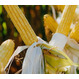 Семена кукурузы на силос ЛГ 31255 ФАО 250 Форс Зеа - Среднеранний, кремнисто-зубовидный