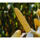 Семена кукурузы на зерносилос ЛГ 31233 ФАО 230 Форс Зеа - Раннеспелый, кремнисто-зубовидный