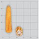 Семена кукурузы на зерносилос ЛГ 30215 ФАО 200 Форс Зеа - Раннеспелый, кремнисто-зубовидный