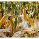 Семена кукурузы на зерносилос ЛГ 30179 ФАО 170 Форс Зеа - Раннеспелый, кремнисто-зубовидный