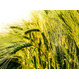 Семена озимой пшеницы сорт Алексеич