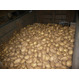 Продаю молодой импортный картофель урожай 2016 г.