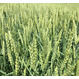 Семена озимой мягкой пшеницы сорт Таня РС1 